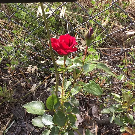 Pervolaris 1 Γουδί