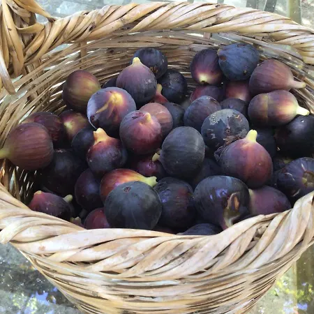 Pervolaris 1 * Goudhi