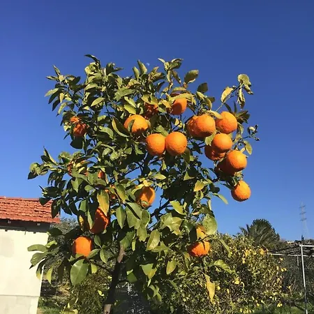 Pervolaris 1 Γουδί