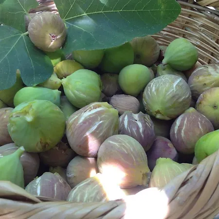 Pervolaris 1 * Goudhi