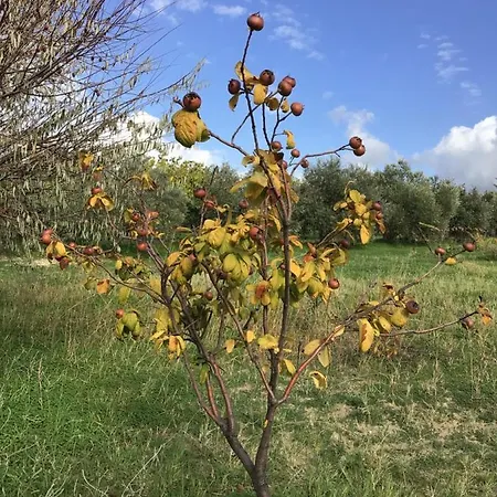 Pervolaris 1 * Γουδί