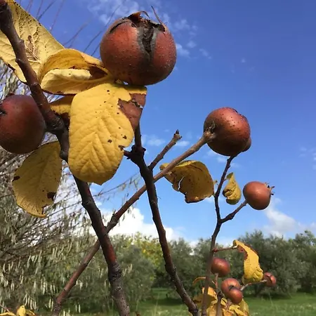 Feriehus Pervolaris 1 *