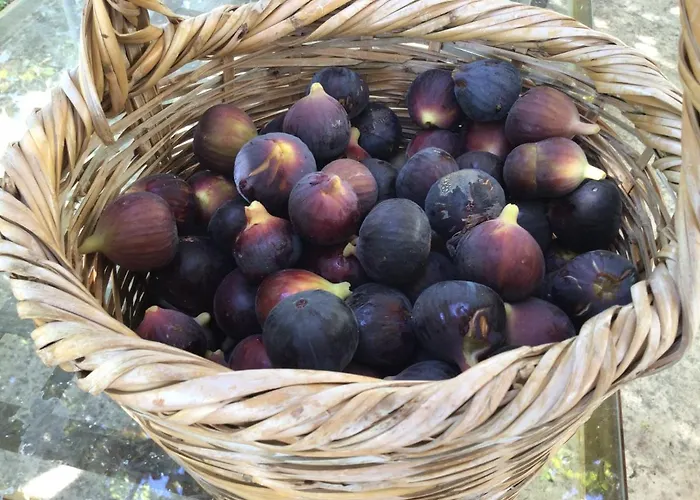 Pervolaris 1 * Goudhi