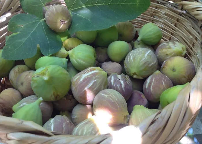 Pervolaris 1 * Goudhi