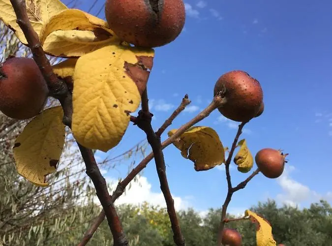 Semesterbostad Pervolaris 1 *